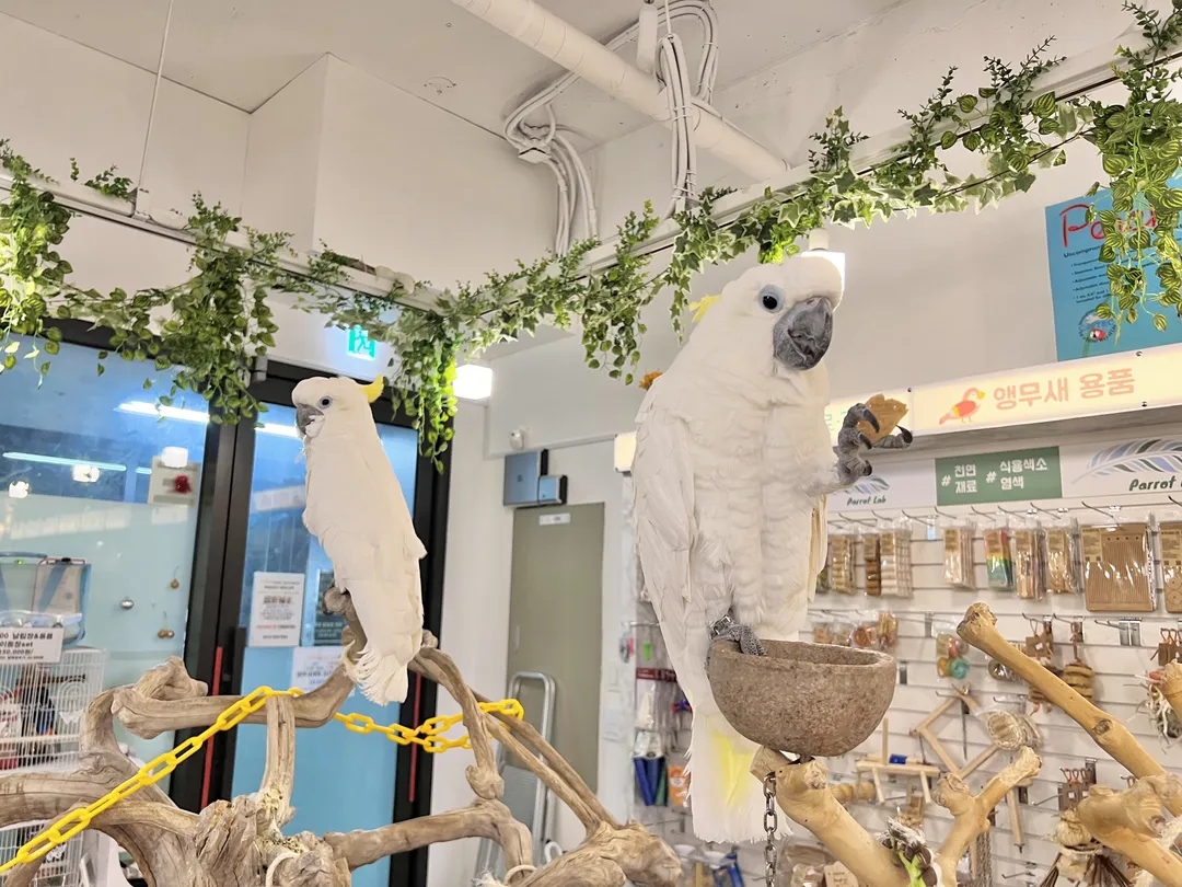 Bird Healing Parrot Café photo 8
