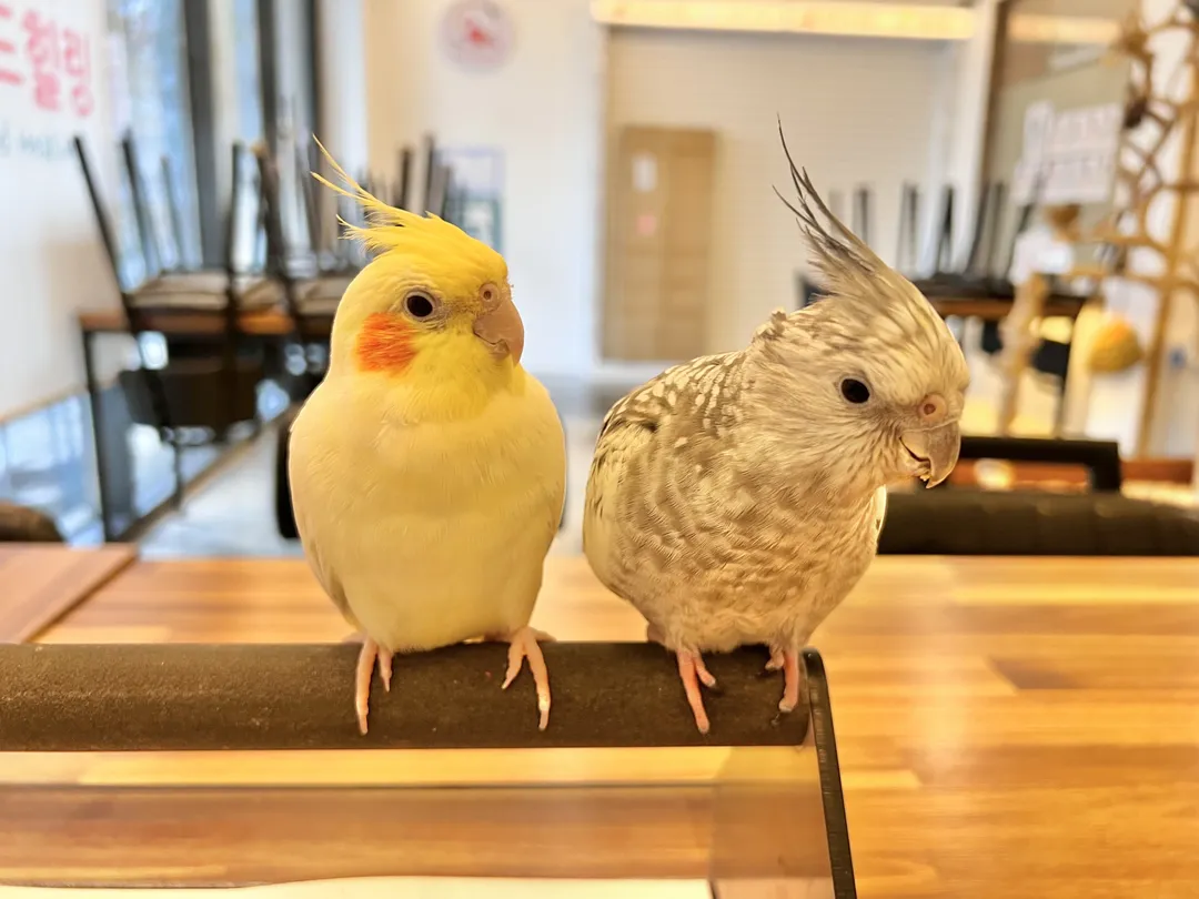 Bird Healing Parrot Café photo 14