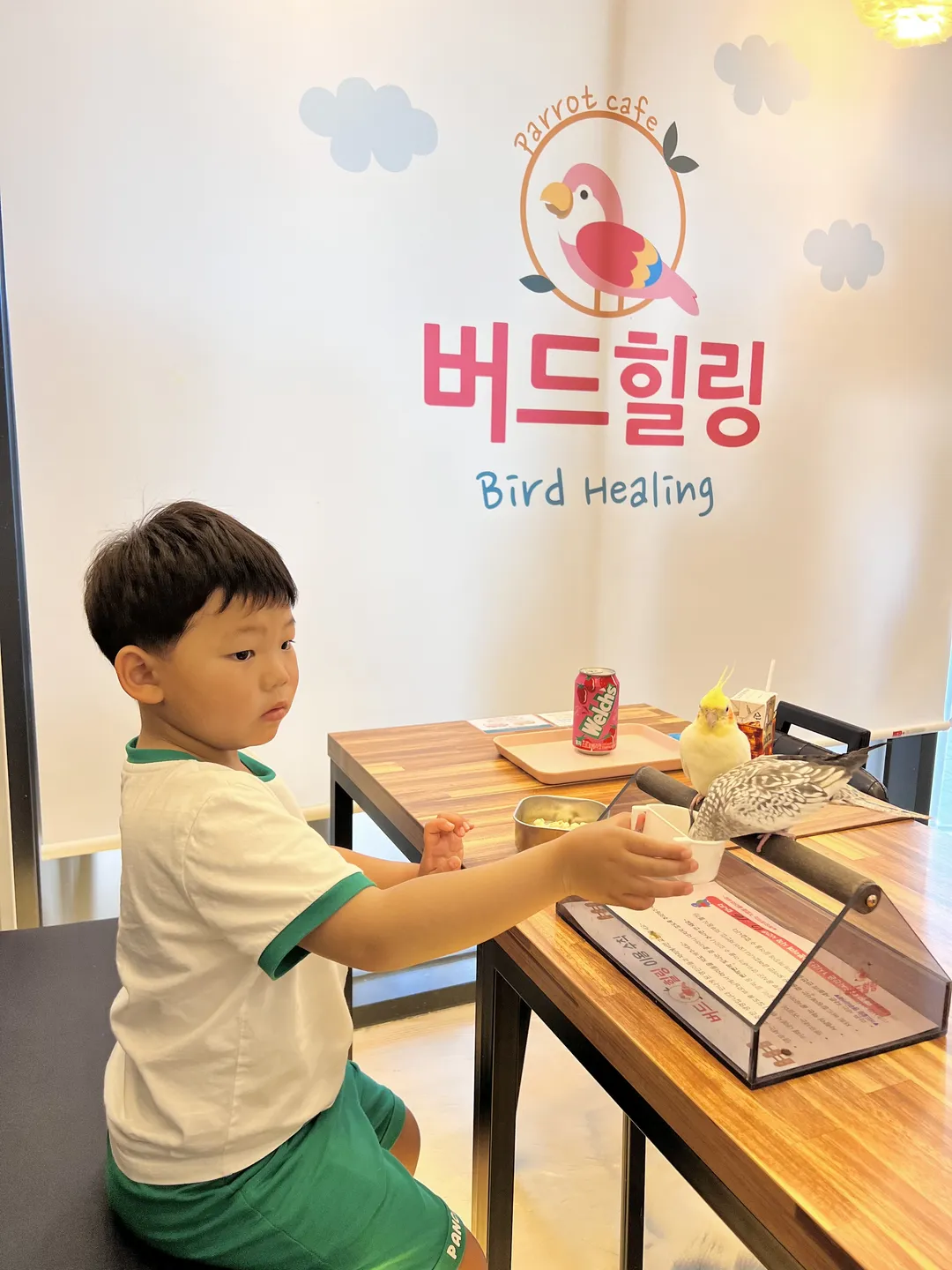 Bird Healing Parrot Café photo 13