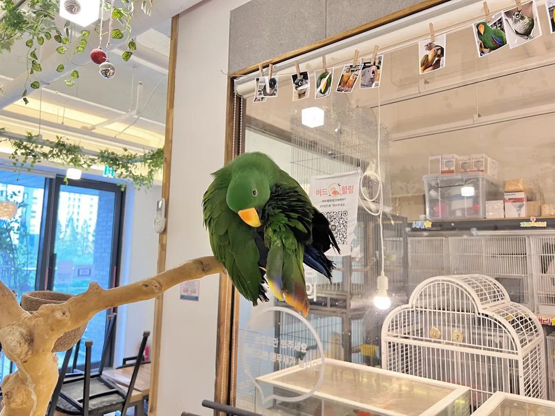 Bird Healing Parrot Café photo 16