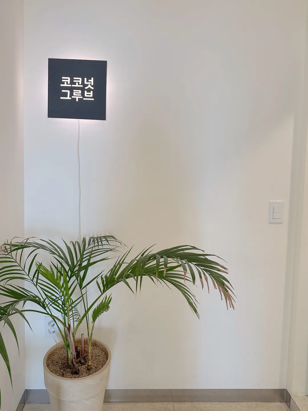 코코넛그루브 사진 21