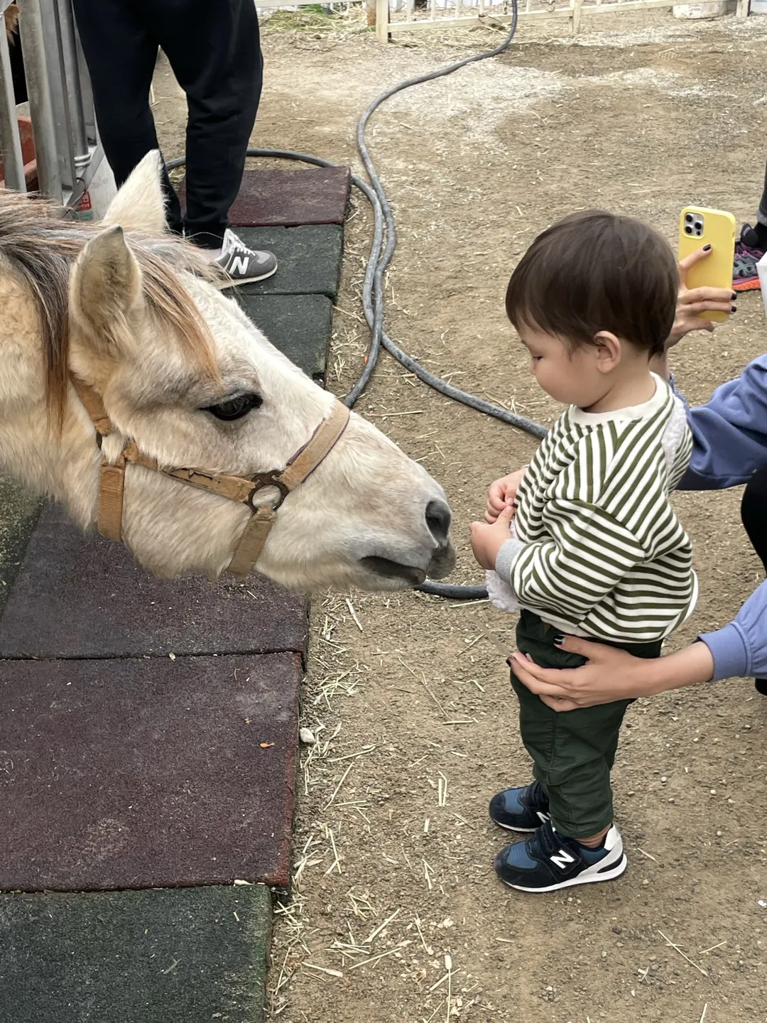 호세