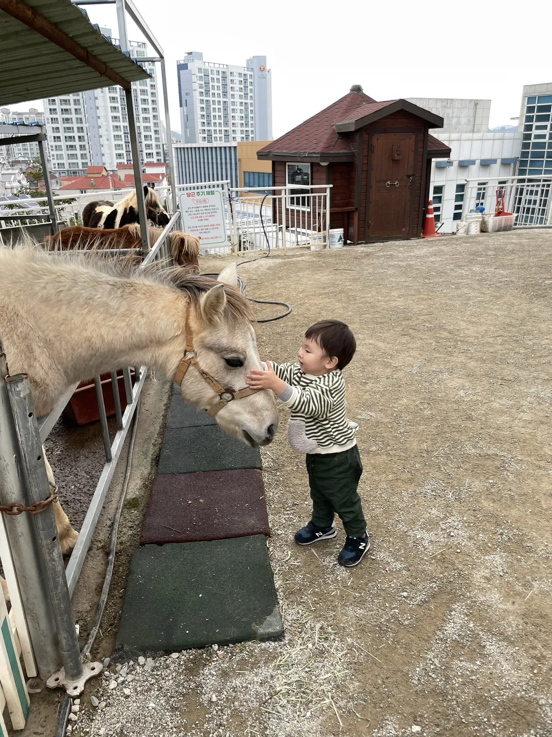 호세
