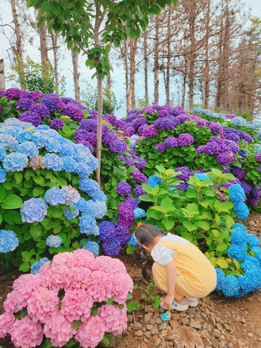 답다니수국밭