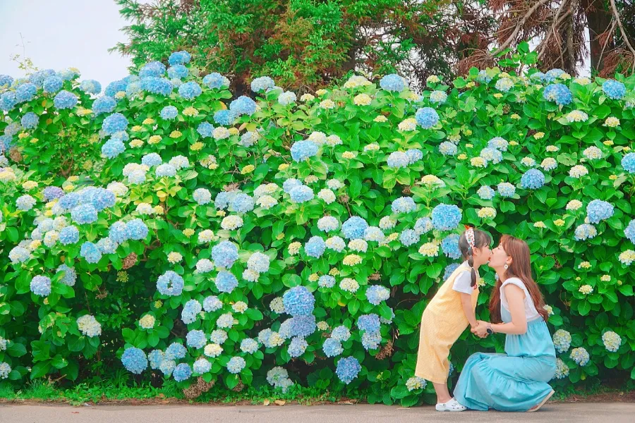 답다니수국밭