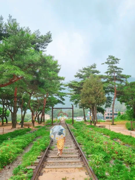 문경오미자테마터널