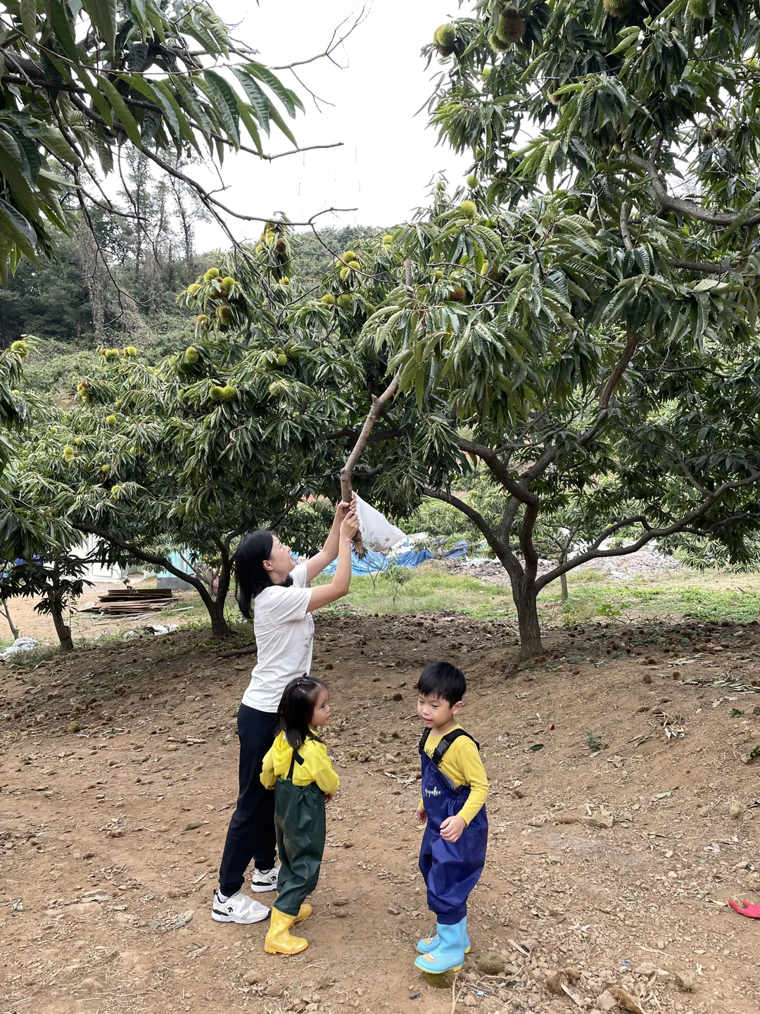계수밤농장