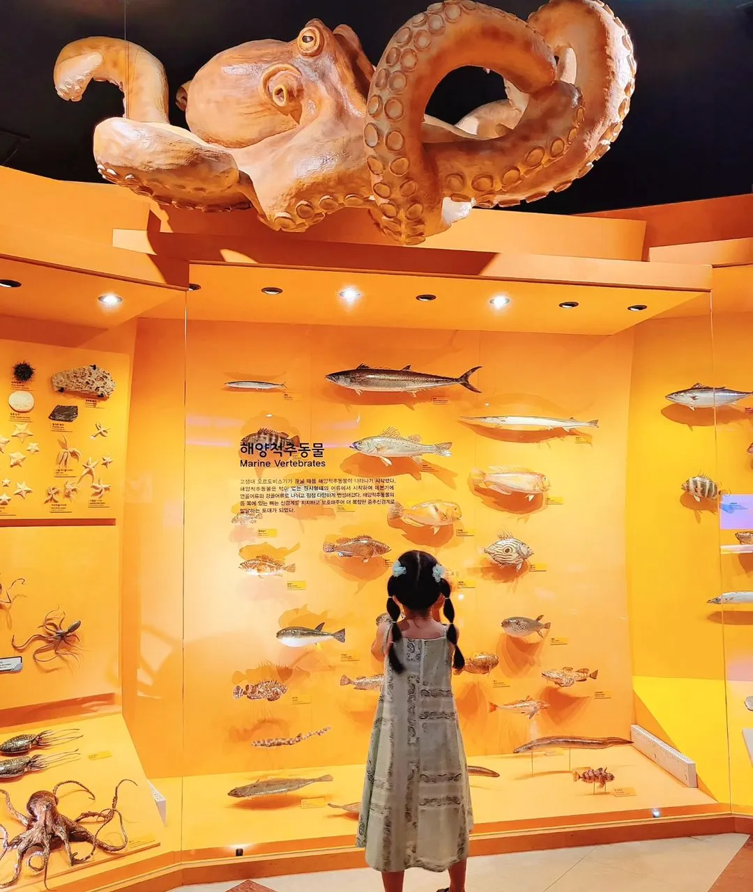 江華自然史博物館 写真 12