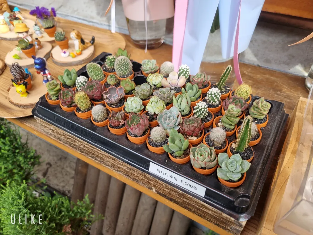 イクソンドン韓屋通り 写真 15