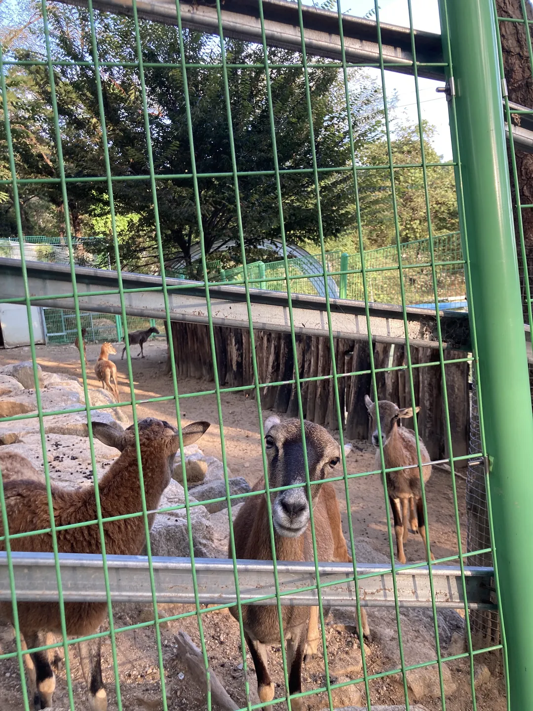 Zoo Zoo Hill photo 13