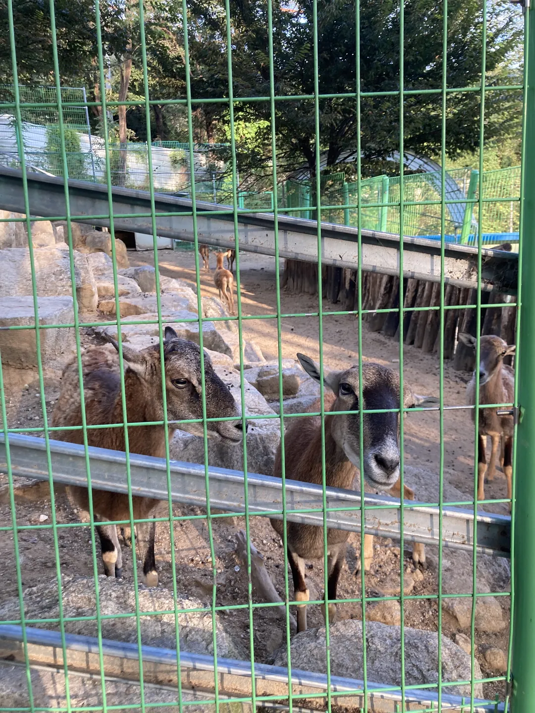 Zoo Zoo Hill photo 8