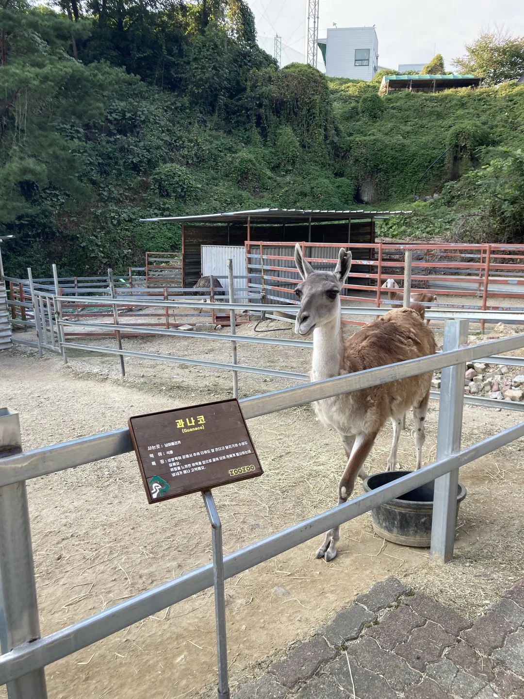 Zoo Zoo Hill photo 6