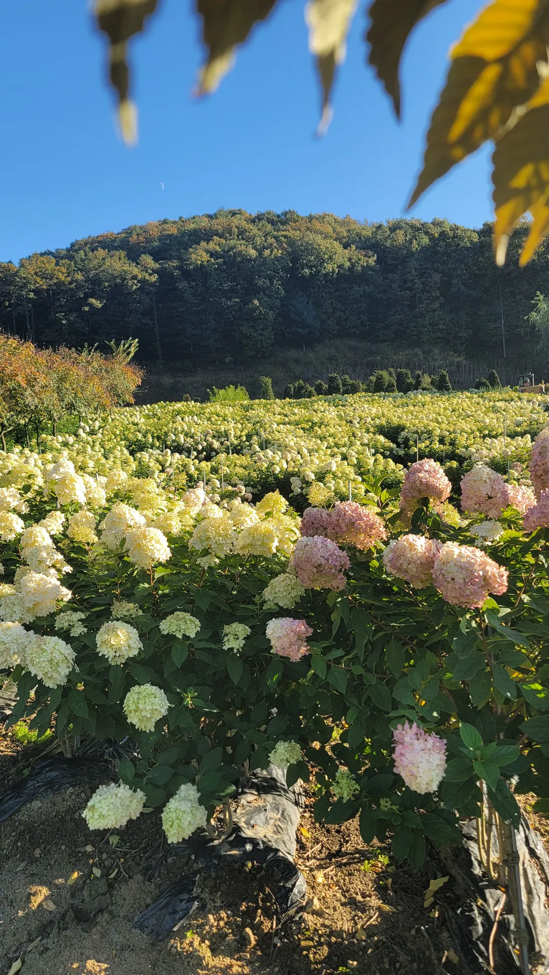 용설,구월의 유럽수국