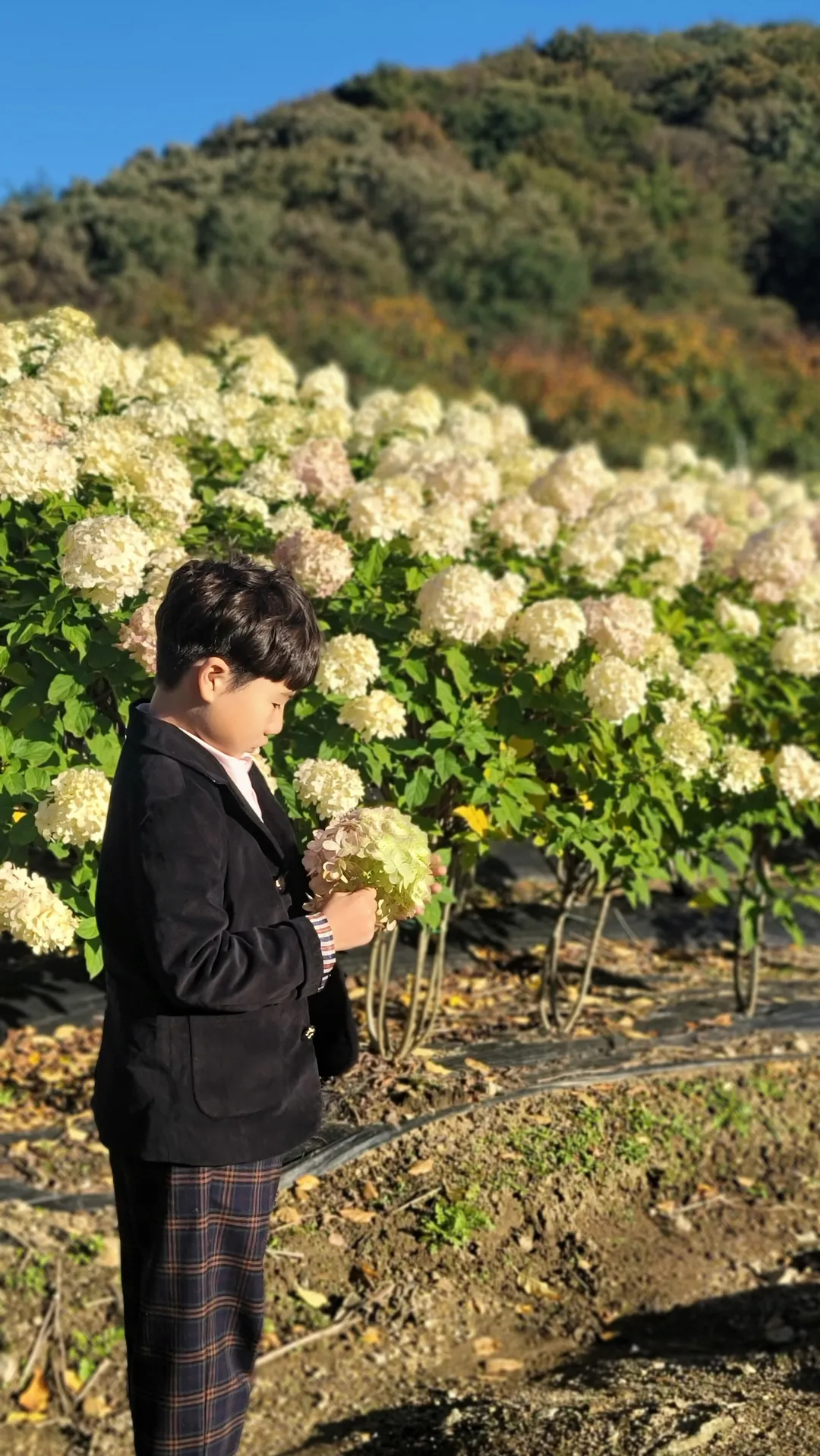 용설,구월의 유럽수국