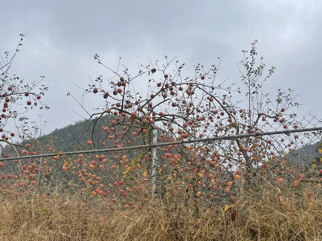 옥화포시즌캠핑장 사진 7