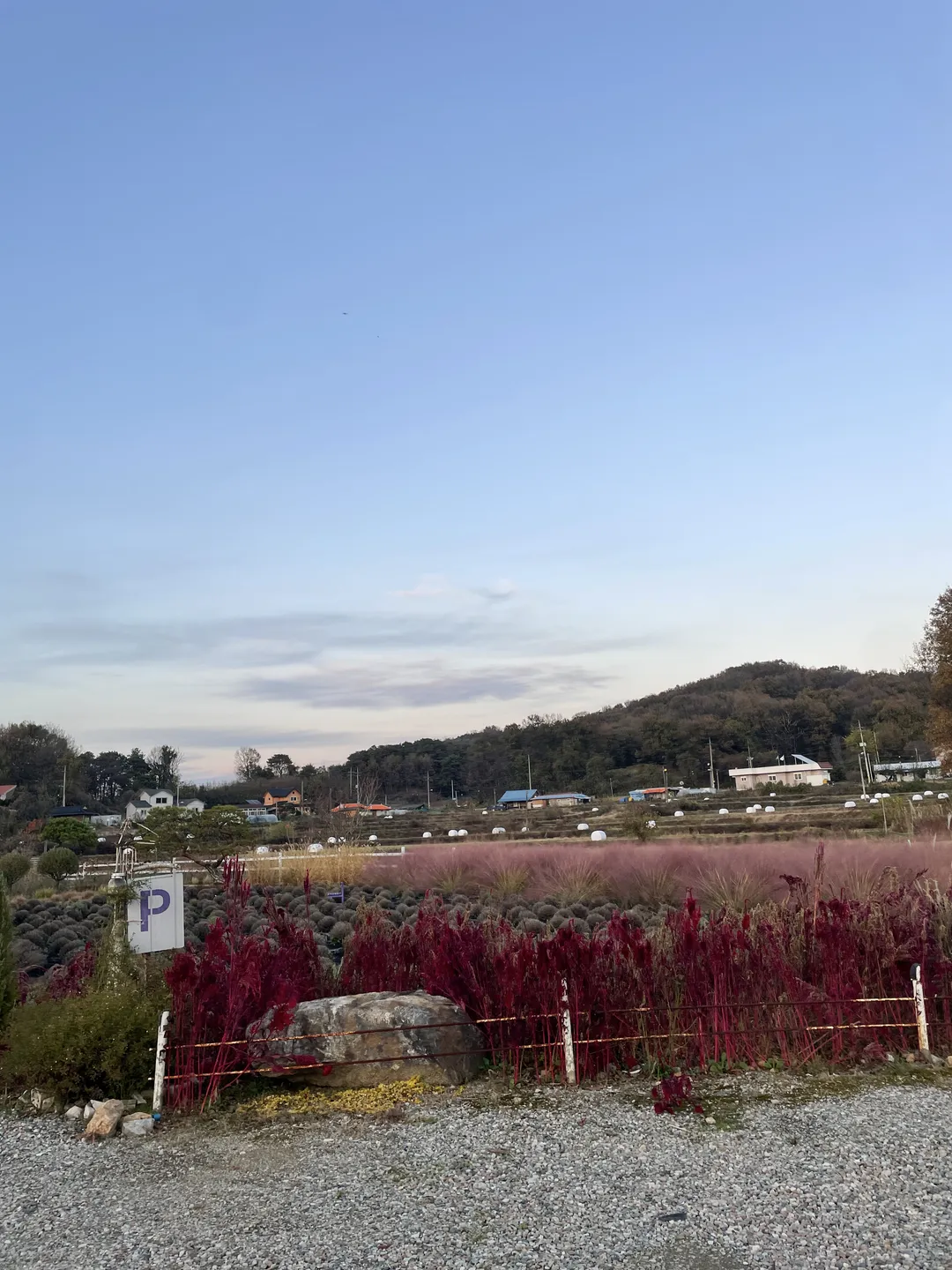 더 다락농장 사진 11