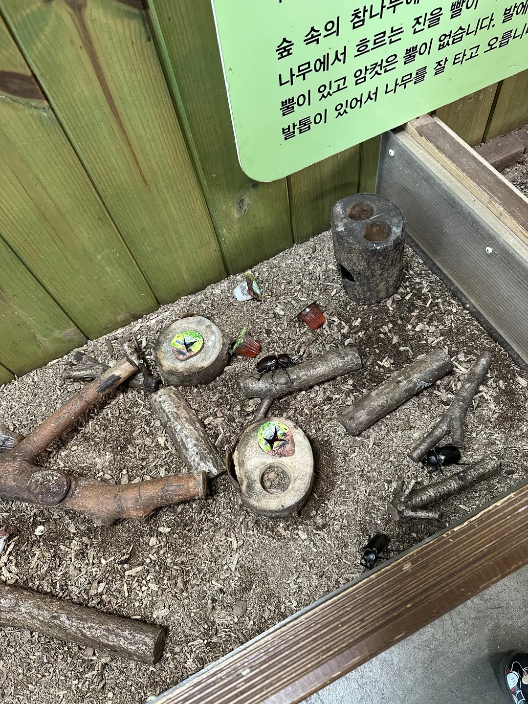 곤충테마여행 사진 12