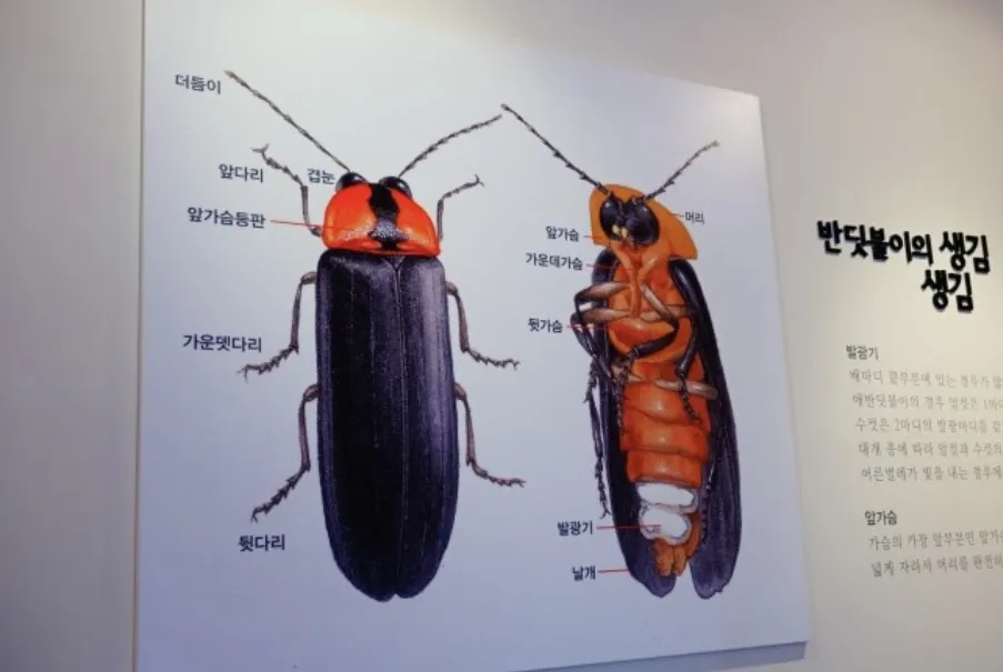 반딧불이생태관 사진 11