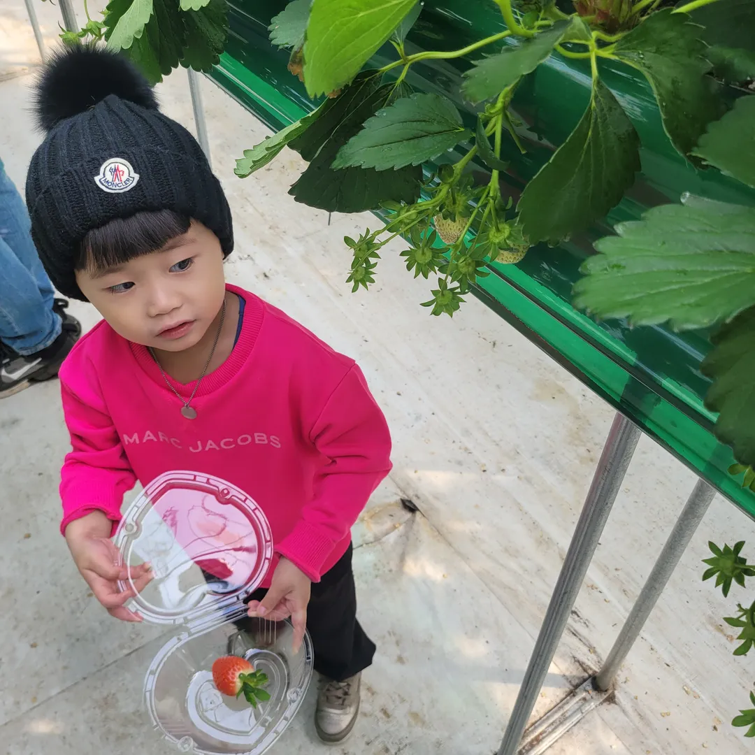 천안딸기힐링팜