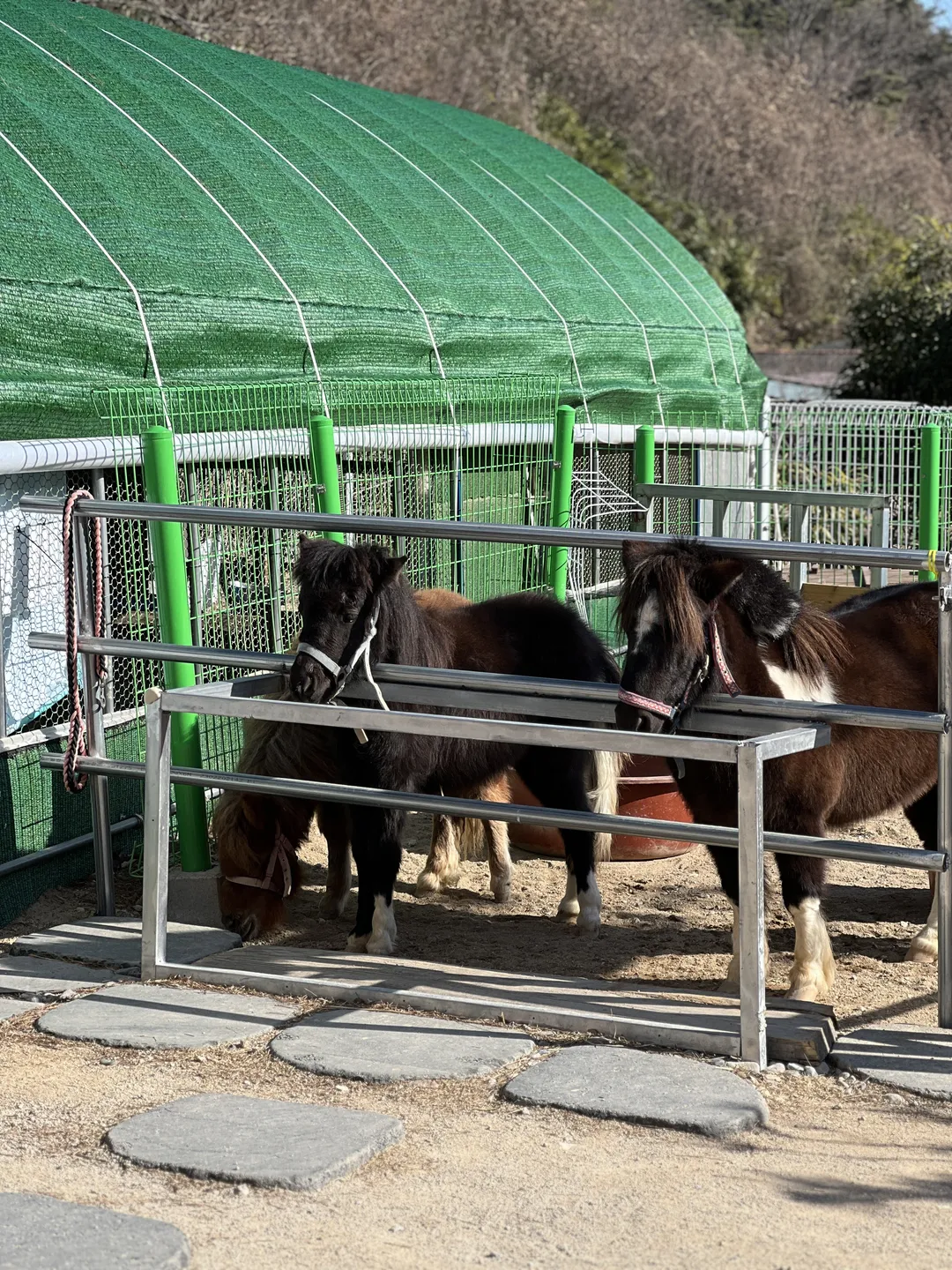 Pony Kids photo 11