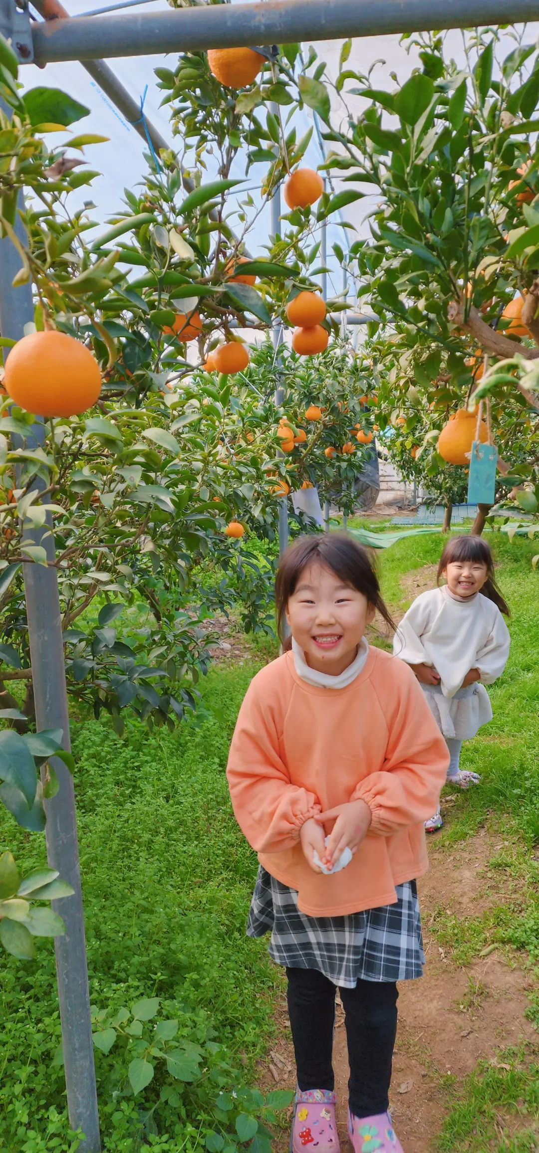 새콤달콤농장 사진 8
