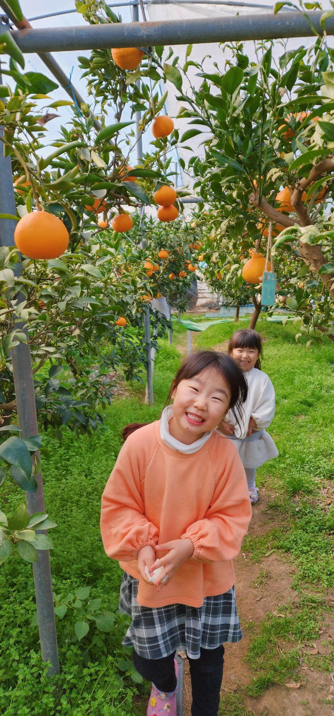 새콤달콤농장 사진 11