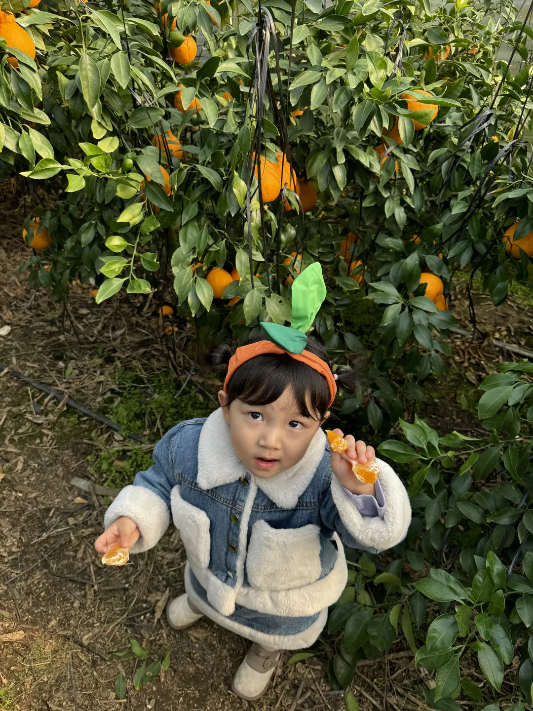 내혜홀한라봉농장 사진 10