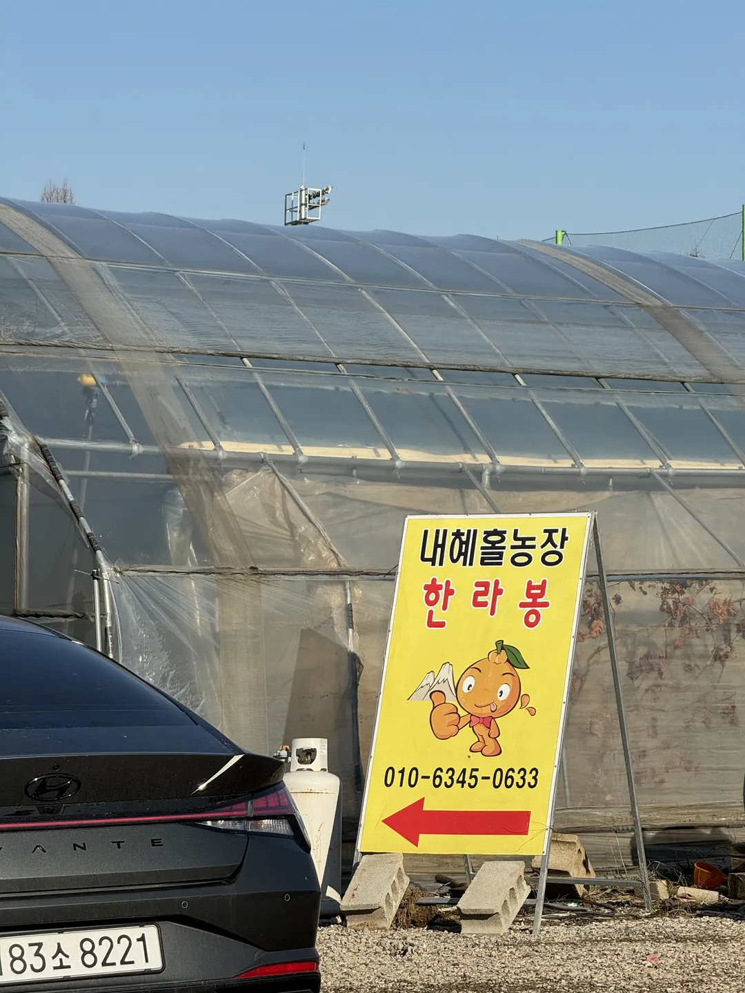내혜홀한라봉농장 사진 16