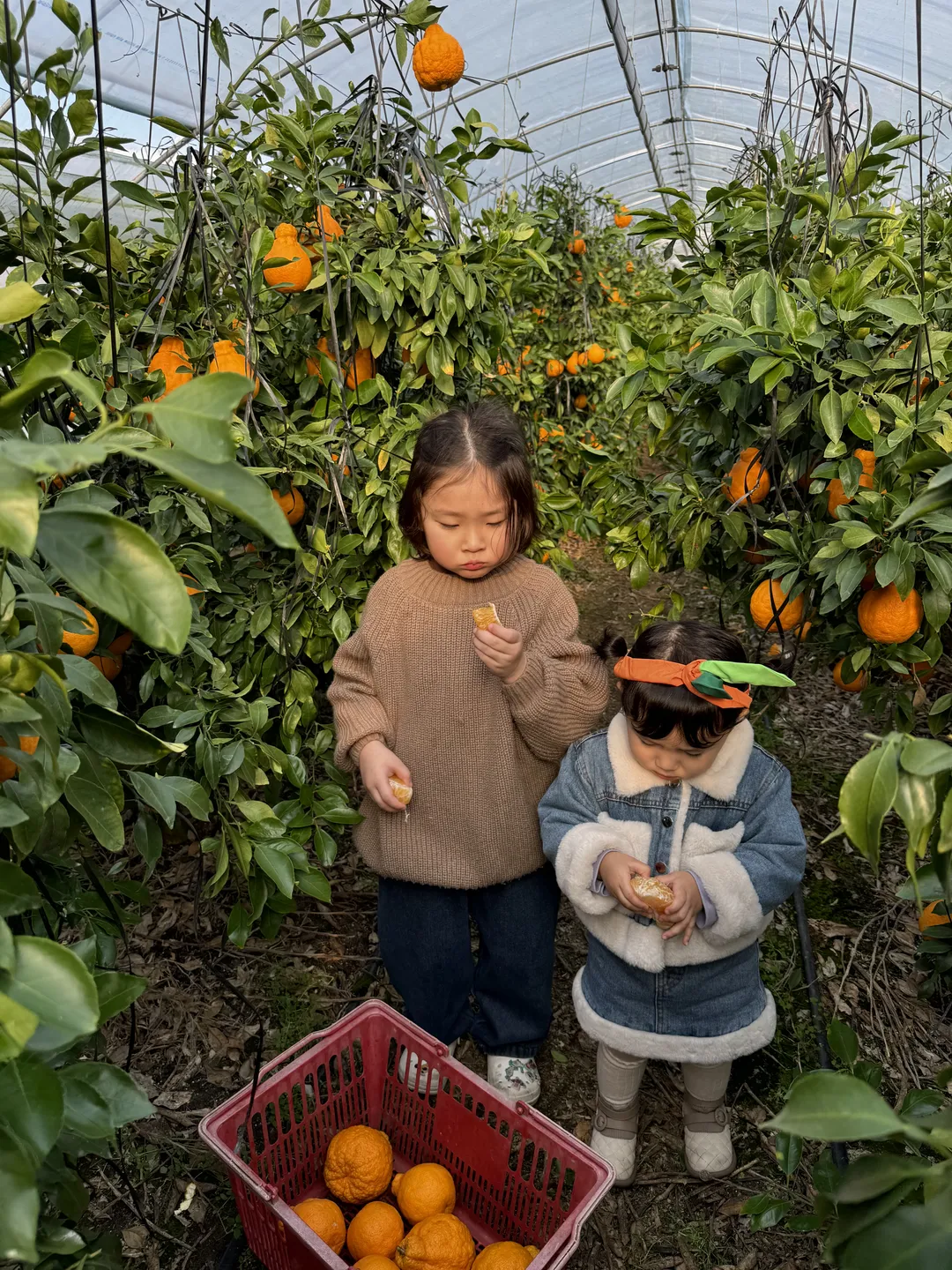 내혜홀한라봉농장 사진 12