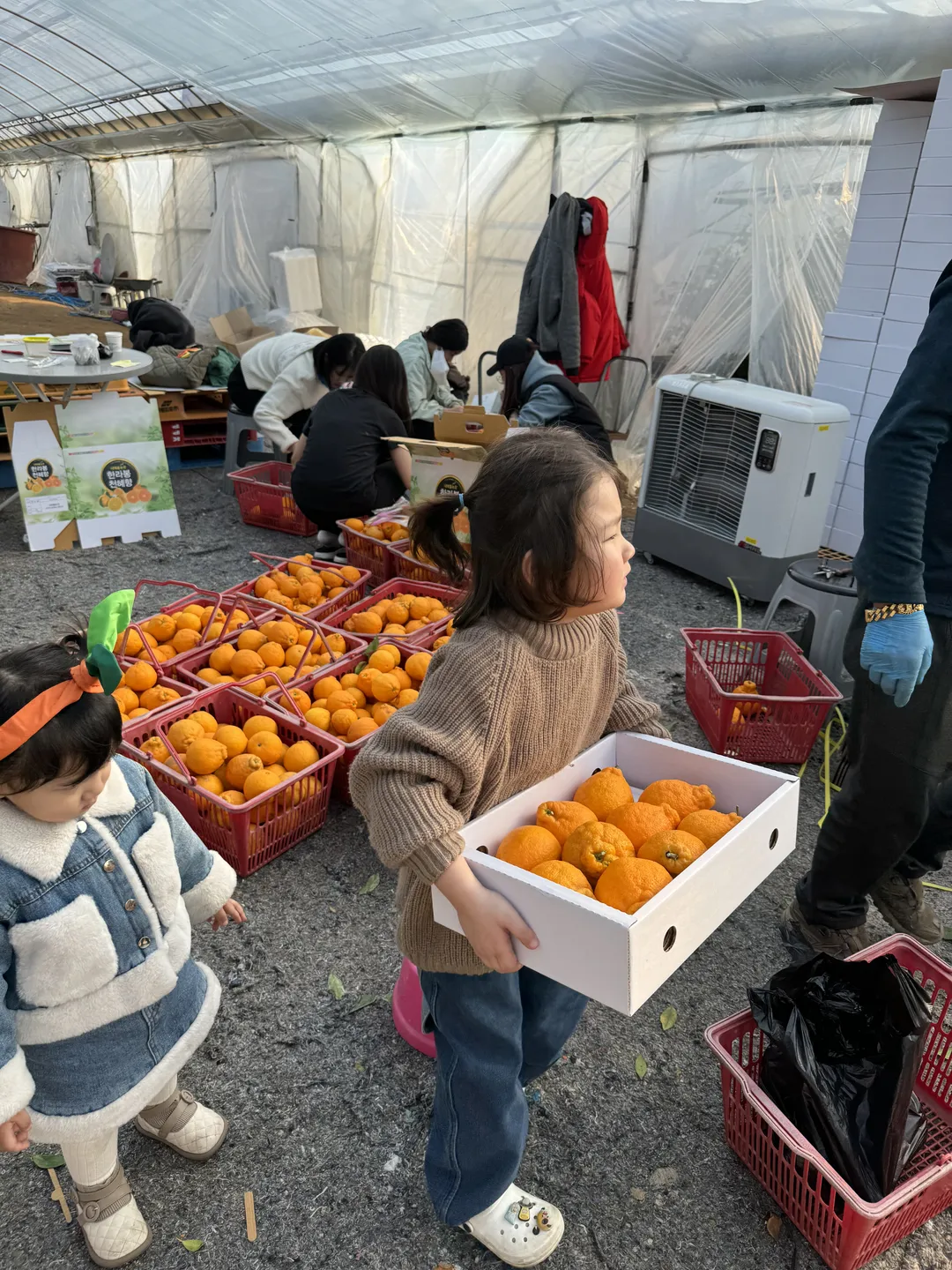 내혜홀한라봉농장 사진 7