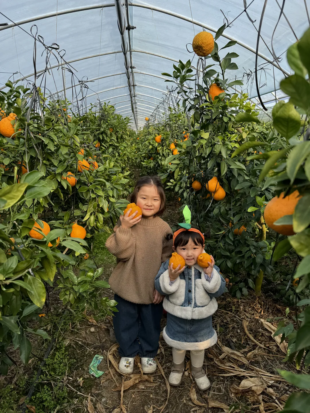 내혜홀한라봉농장 사진 9