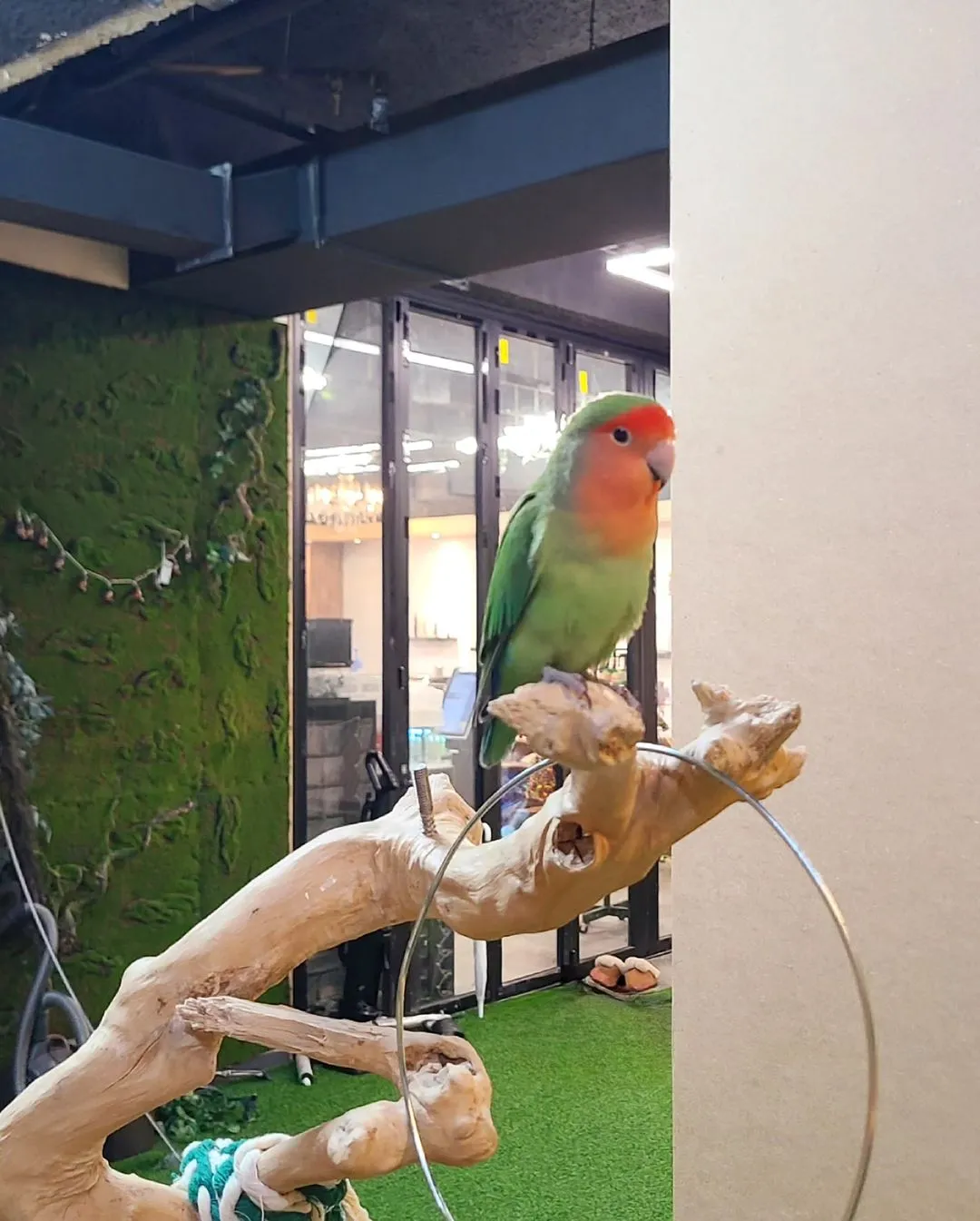 Bird Flying & Newrun Reptile City photo 10