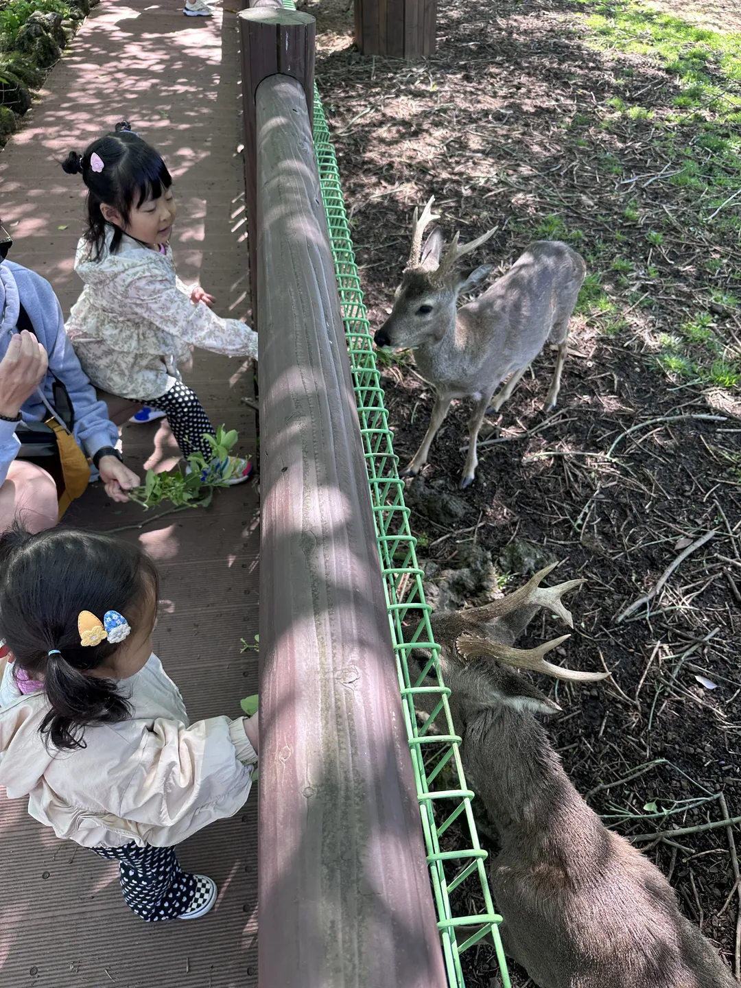 Roe Deer Ecological Observation Center photo 17