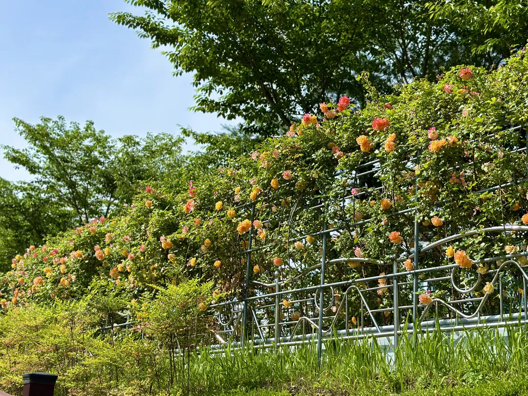 Gumokjeong Park photo 16