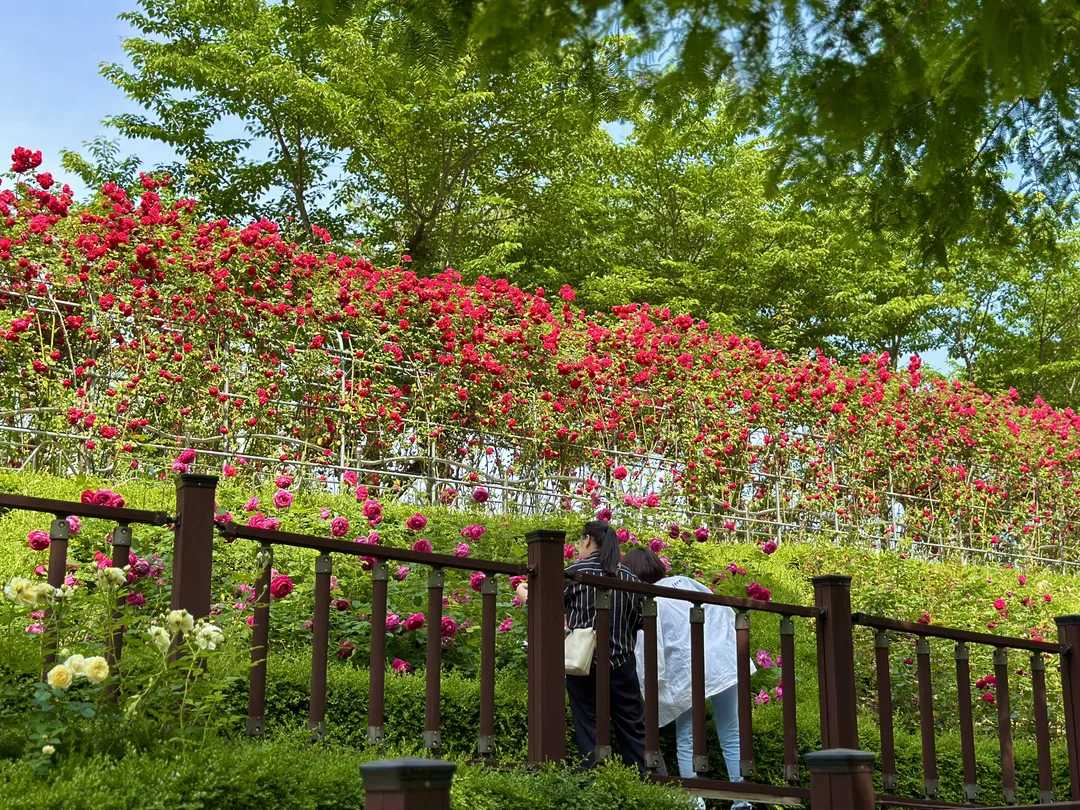 Gumokjeong Park photo 17