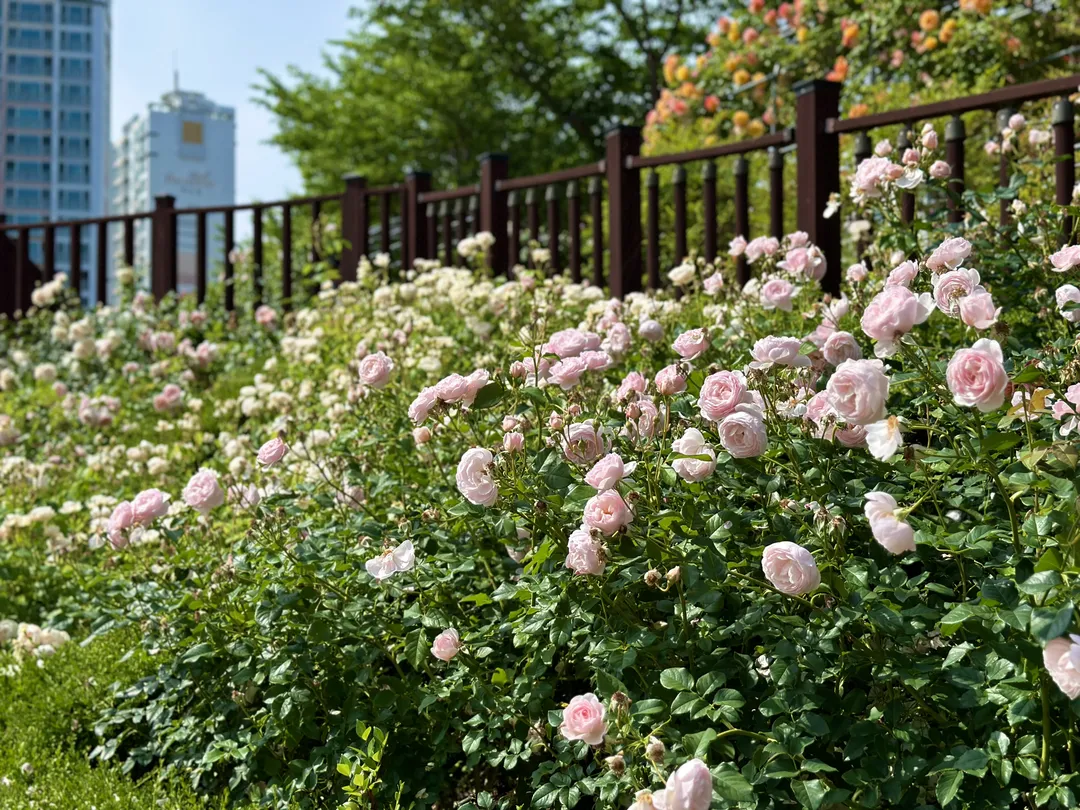 Gumokjeong Park photo 23