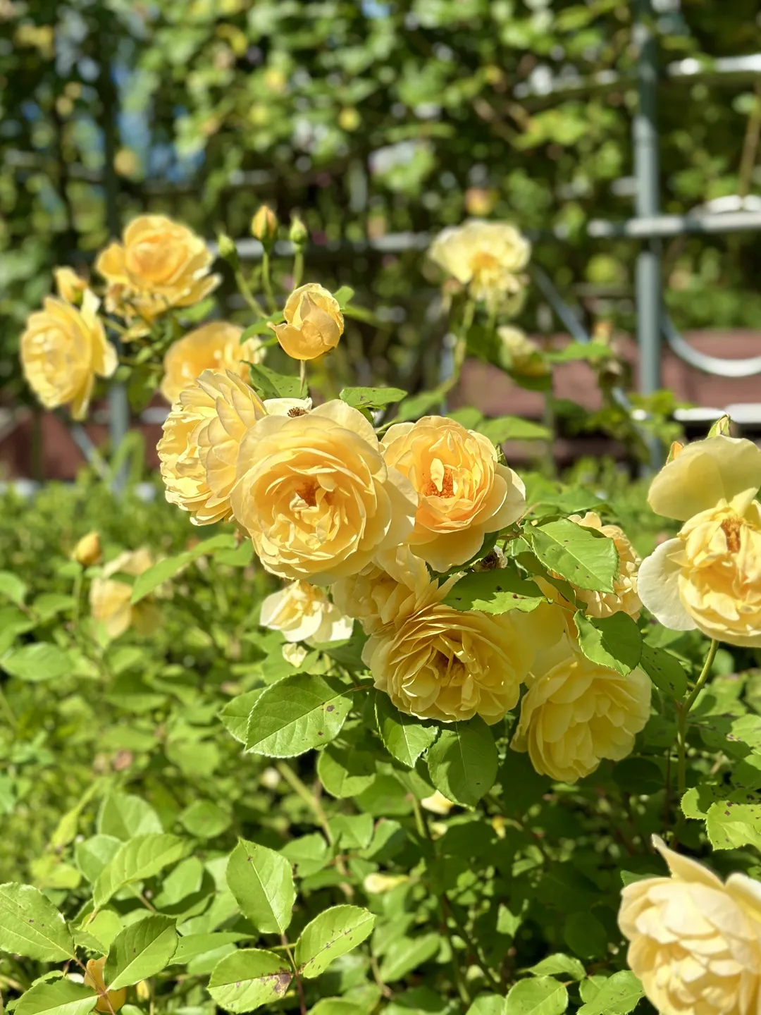 Gumokjeong Park photo 18
