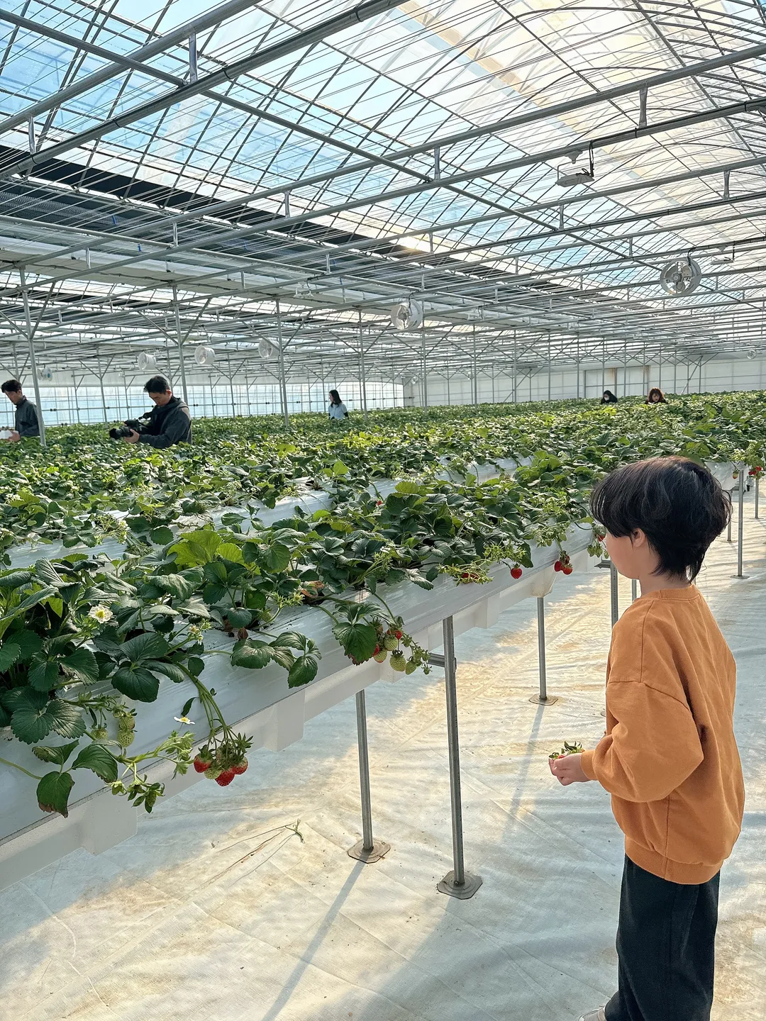 다인이네 딸기 체험농장