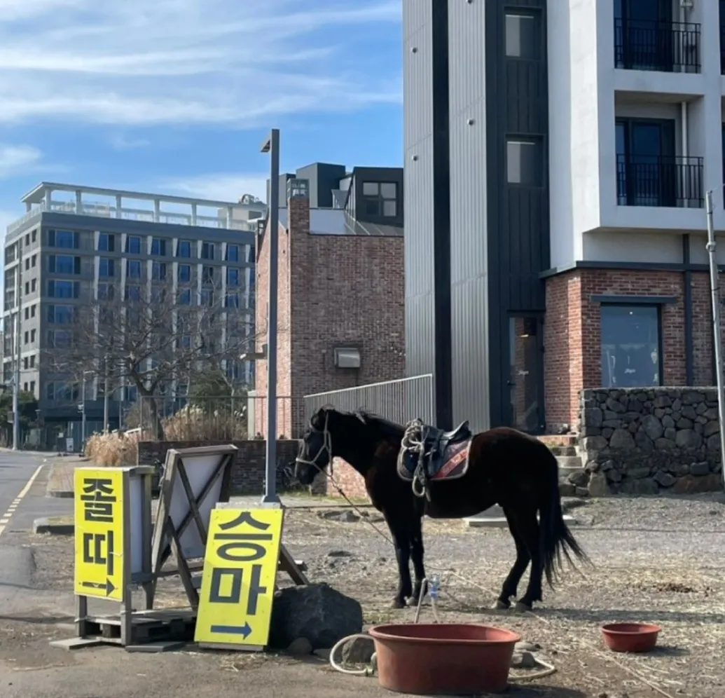 졸띠해변승마 사진 11