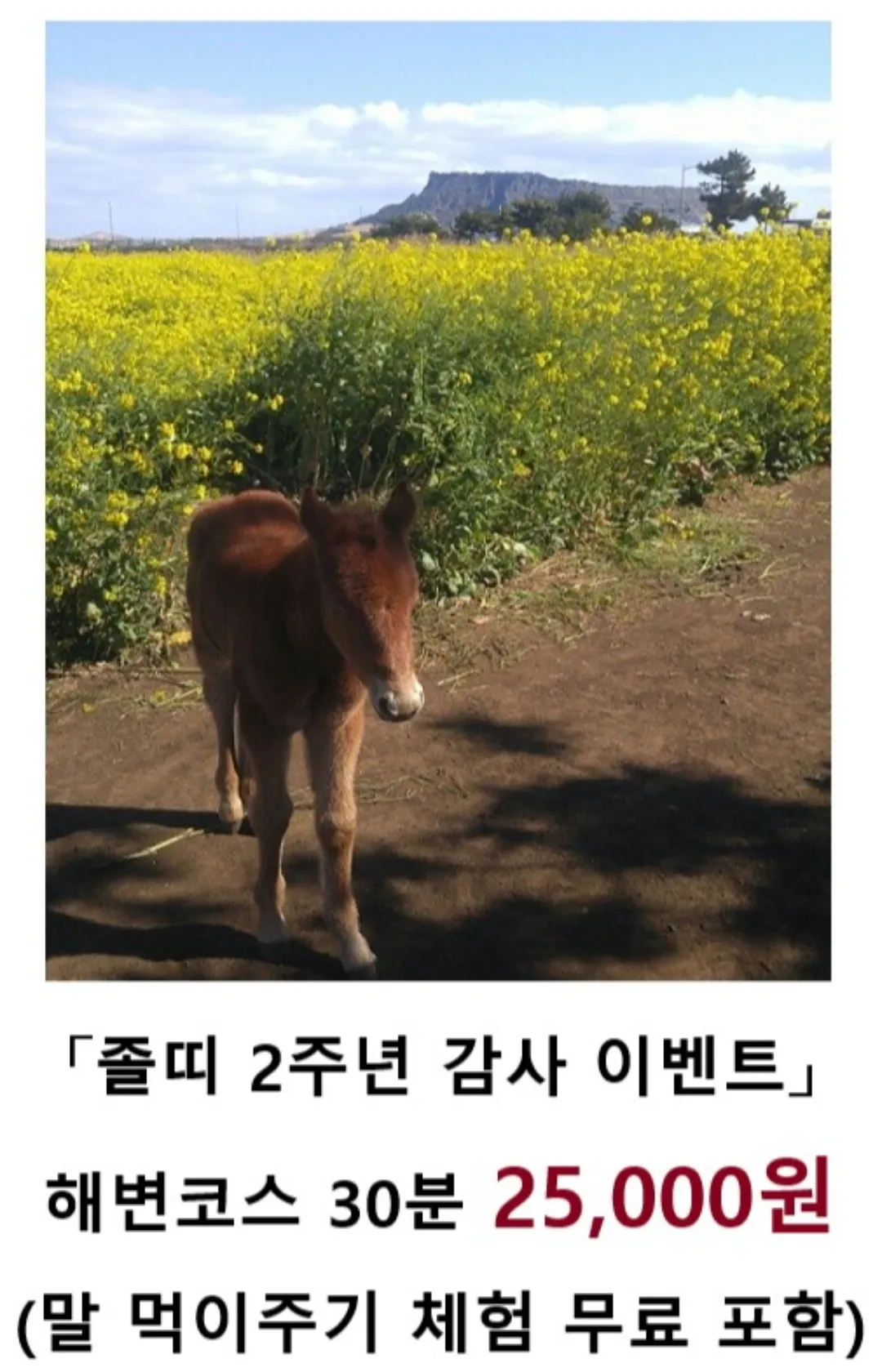 졸띠해변승마 사진 13