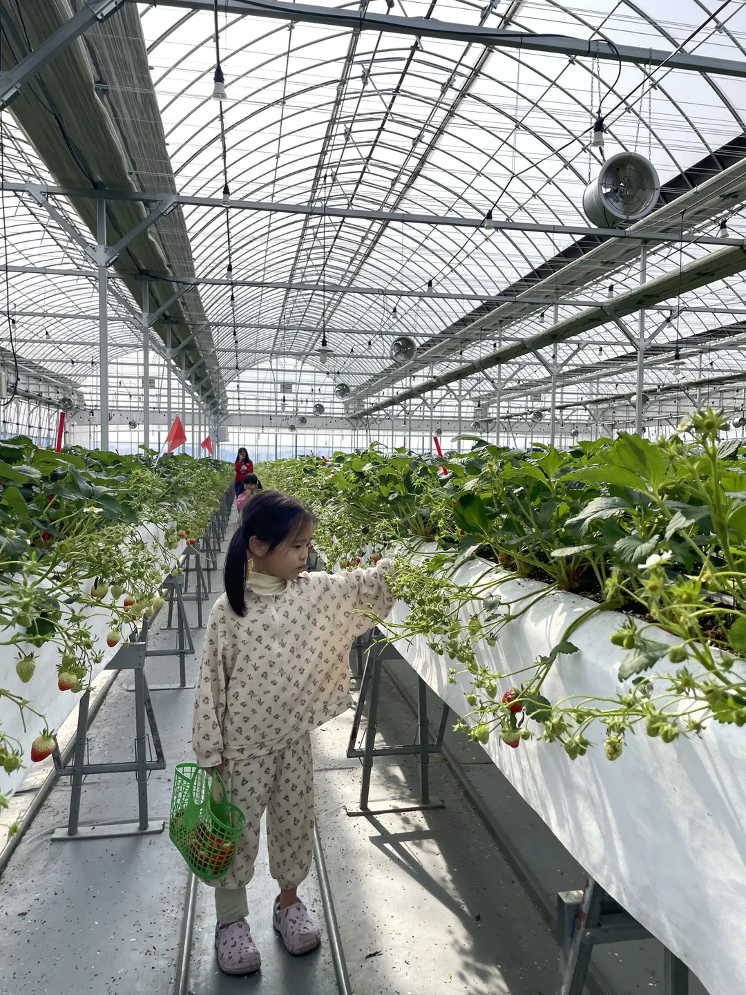 딸기포레스트 사진 6
