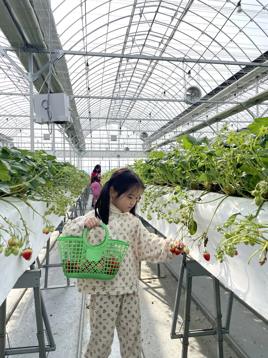 딸기포레스트
