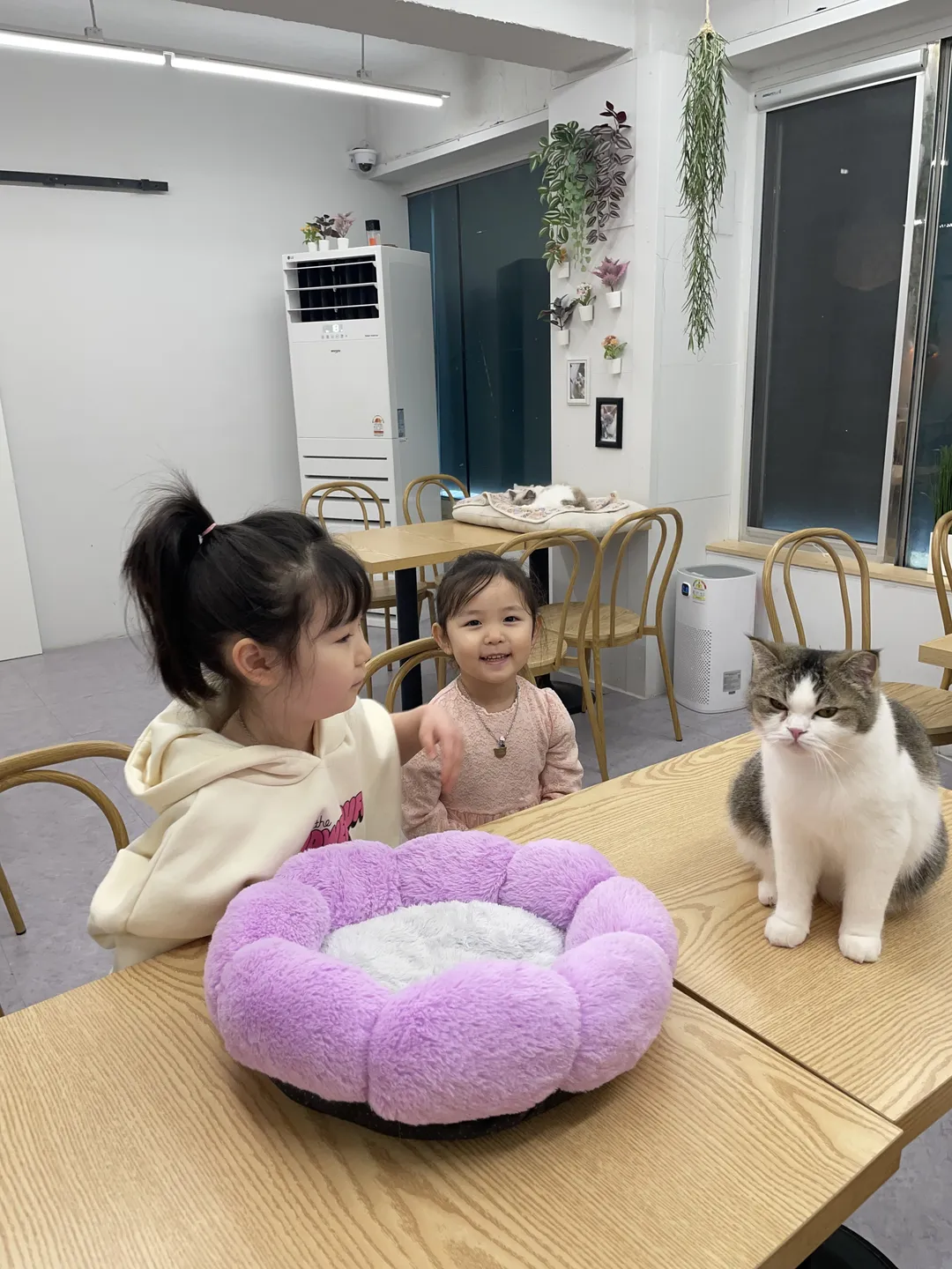 스카이캣카페 명동 2호점