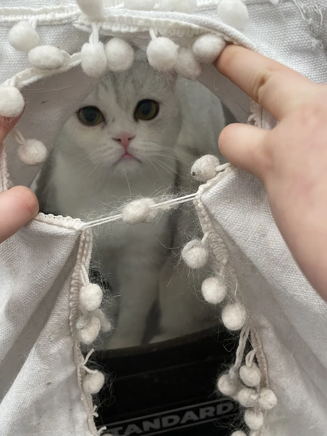 스카이캣카페 명동 2호점