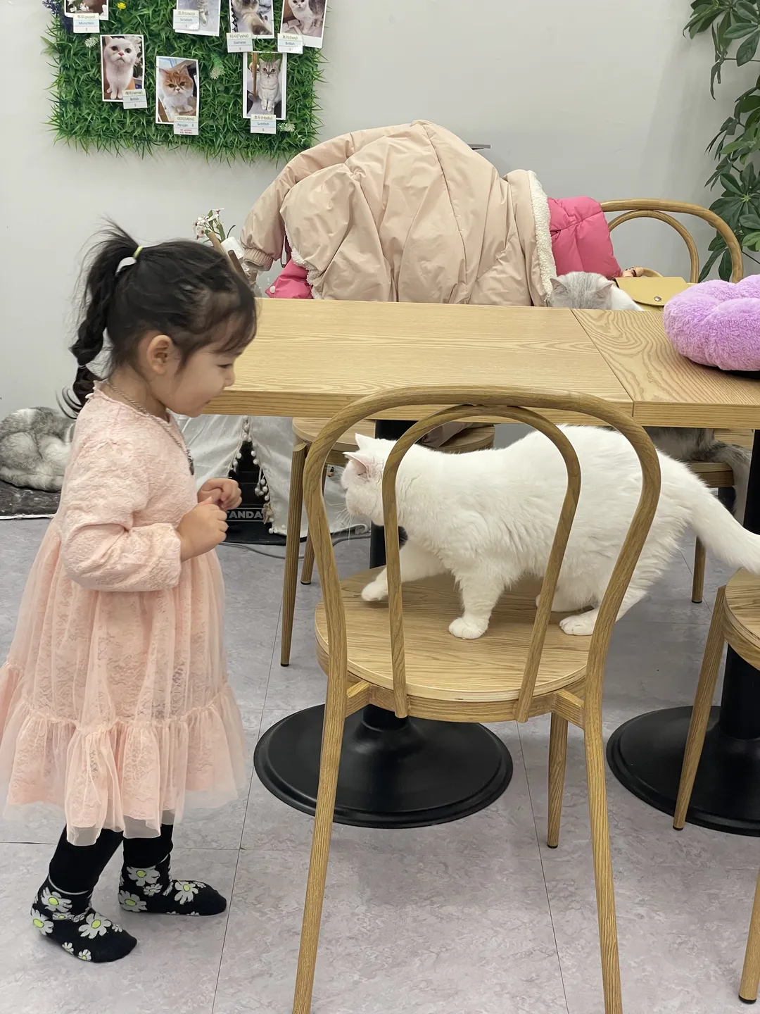 스카이캣카페 명동 2호점