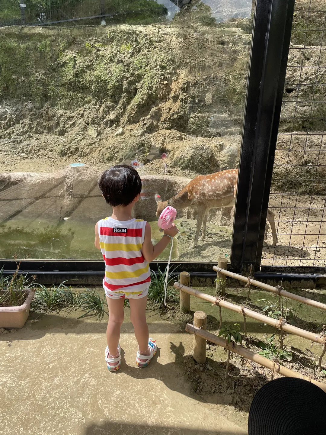 Okinawa Kodomo-no-kuni Zoo photo 7