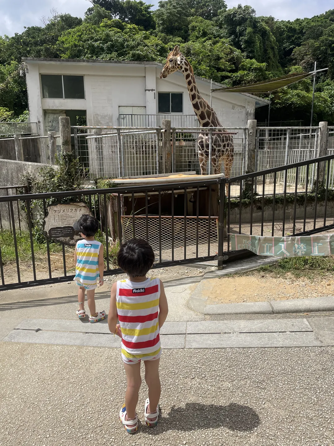 Okinawa Kodomo-no-kuni Zoo photo 6