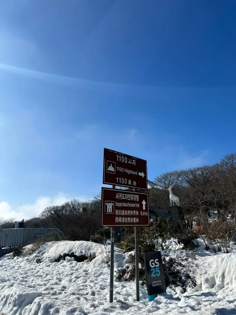 한라산 1100고지