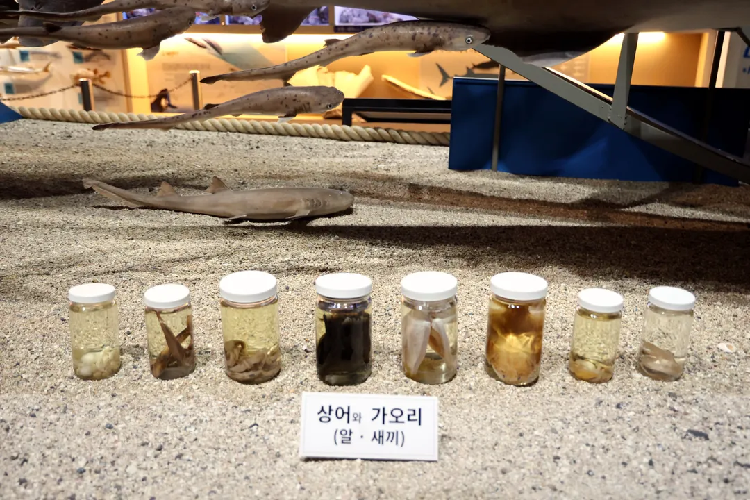 제주해양동물박물관 사진 25