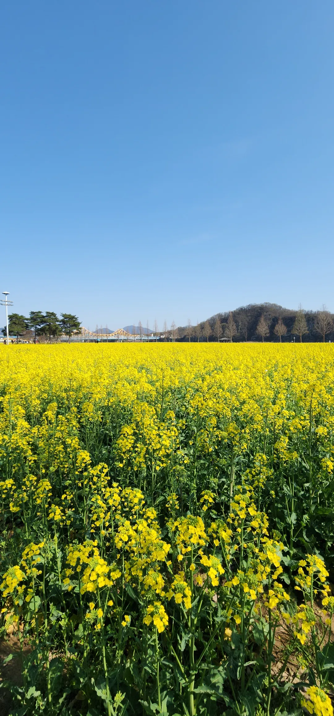 昌寧南旨ユチェ畑 写真 9